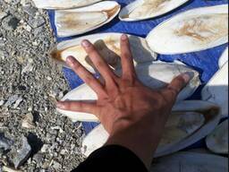 2023 Hot Sale Cuttlefish Bones Dried cuttlefish bone Cuttle fish bone