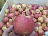 Apples fresh - photo 4