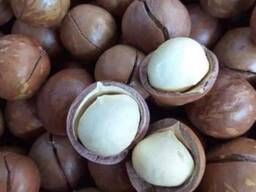 Best Quality Macadamia Nut Best Quality Macadamia Nut