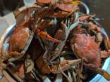 Blue Crabs - photo 2