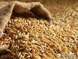 Feed Barley - photo 1