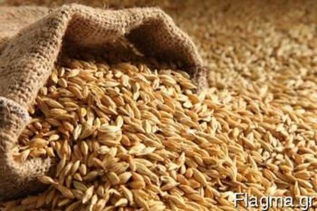 Feed Barley