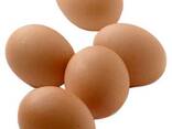 Fresh Organic Chicken Eggs for sale/ Farm Chicken Eggs/ White and Brown Chicken Table egg - фото 1