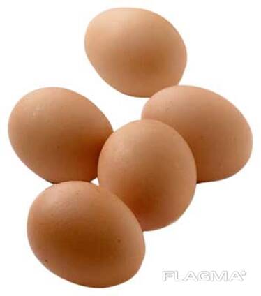 Fresh Organic Chicken Eggs for sale/ Farm Chicken Eggs/ White and Brown Chicken Table egg