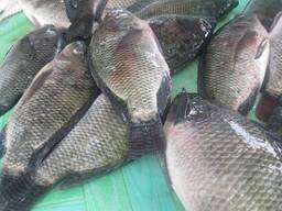 Frozen Tilapia Fillet/Frozen Tilapia Whole Round/Frozen Seafood/Fish
