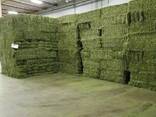 High Quality Animal Feed Alfalfa Hay - фото 1