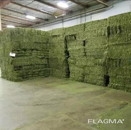 High Quality Animal Feed Alfalfa Hay