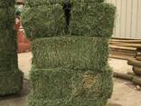 High Quality Animal Feed Alfalfa Hay - фото 3