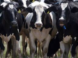 Live Dairy Cows/ Pregnant Holstein Heifer,