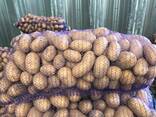 Πολωνικές πατάτες: Vineta, Soraya, Queen Anne και άλλες. - фото 1