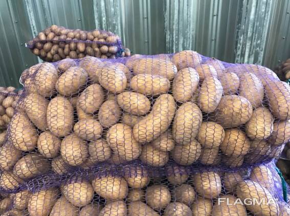 Πολωνικές πατάτες: Vineta, Soraya, Queen Anne και άλλες.