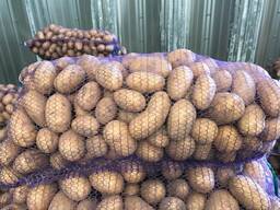 Πολωνικές πατάτες: Vineta, Soraya, Queen Anne και άλλες.