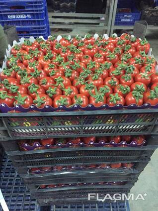 Помидор KOKTEYL