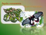 Продажа куколок тропических бабочек, коконы бабочек, ферма - фото 2