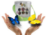 Продажа куколок тропических бабочек, коконы бабочек, ферма - фото 1