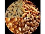 Пшеница мягкая, пшеница твердая, кукурузу фуражная - фото 1