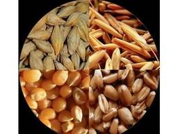 Пшеница мягкая, пшеница твердая, кукурузу фуражная