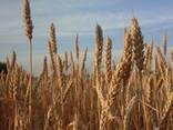 Пшеница мягкая, пшеница твердая, кукурузу фуражная - фото 2