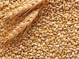 Пшеница, ячмень, кукуруза, продовольственная и фуражная из России, Польши, Казахстана
