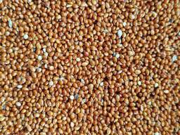 Selling red millet 3000t. on FCA