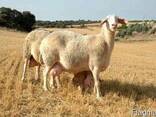 Sheep livestock - photo 1