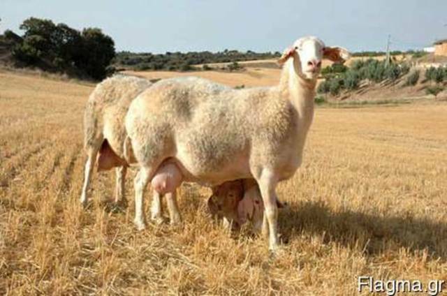 Sheep livestock