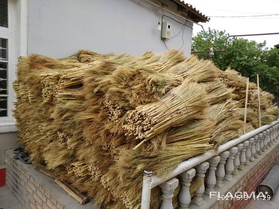 Sorghum for producing eco brooms