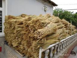 Sorghum for producing eco brooms