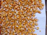 We sell non-GMO corn fodder FOB or CIF - фото 1