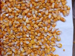 We sell non-GMO corn fodder FOB or CIF